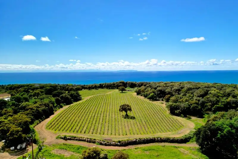 Birds view of the long rows of wine grapes at the Wine Argentiera vineyard Birds view of the long rows of wine grapes at the Wine Argentiera vineyard
