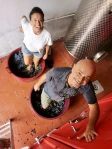 Chicca and Arnaud treading the harvest grapes the traditional way, Castagneto Carducci, Tuscany
