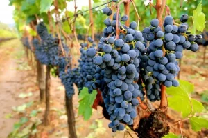 Close up image of red grapes hanging in the vineyards at Ornellaia vineyards