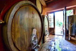 Large barrels of bio-dynamic wine in wine cellar at Mulini di Segalari vineyard Estate