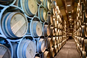 Long isle of wine barrels in wine cellar at Sassicaia winery in Bolgheri Italy