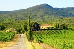 The Grattamacco Eatate and vineyard rows in the distance surrounded by Bolgheri_s green hills