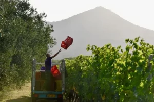 Vendemmia - grape harvest at Ornelaia vineyard estate