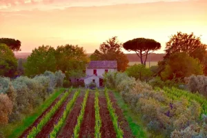 Vineyard Rows at Chiappini Estate in Bolgheri