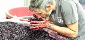 A winemaker testing the scent and quality of the grapes after the first harvest