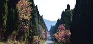 Bolgheri wine road stretching into the horizon