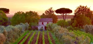 Chiappini Vinery Estate in Bolgheri