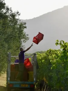 First harvest at Ornellaia vineyard