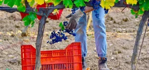 Harvesting by hand the first grapes in the Vineyard in Tuscany