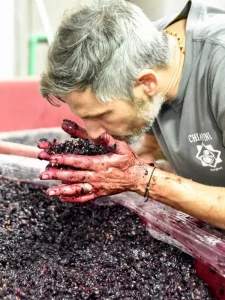 Smelling the harvest of grapes