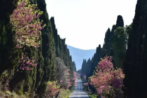 The Bolgheri Wine Road