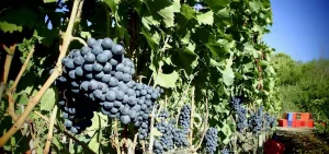 The grapes at Ornellaia Vineyard before first harvest