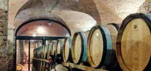 Wine Barrels at a Vineyard in Italy near Bolgheri