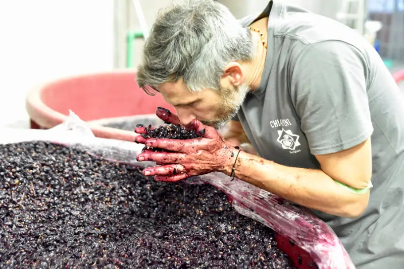Winemaker feeling and smelling the crushed grapes from the first harvest